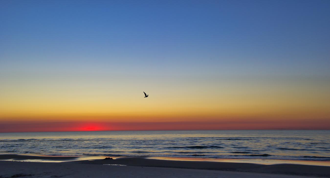 Meer, rötlicher Himmel, Vogel